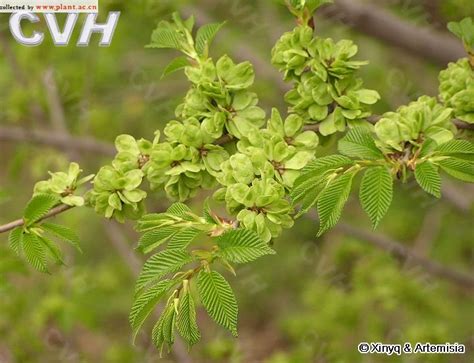 榆樹花語|榆樹的花語和寓意